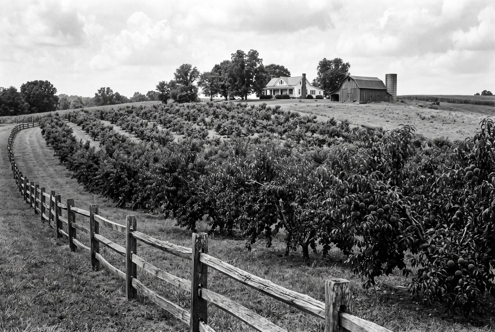 Rolling Chilton County farmland with peach orchards